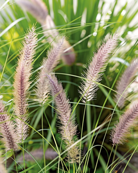 Fountain Grass Seeds Pennisetum Alopecuroides Perennial