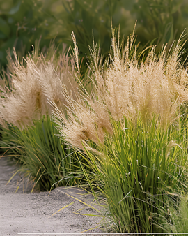 Herbe des prairies graines Sporobolus Heterolepis graminée vivace