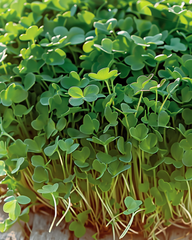 Graines de cresson à germer (Lepidium sativum) – graines bio annuelles pour graines germées