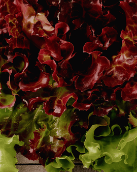 Loose Leaf Lettuce Seeds Lactuca Sativa Early Variety Italian Cut Lettuce
