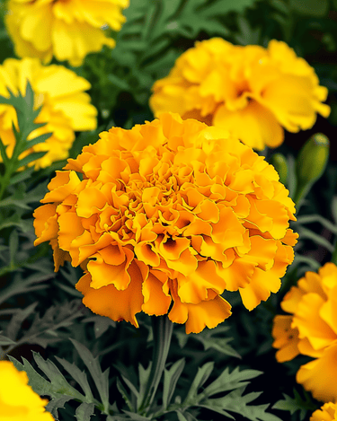 Graines d'œillet d'Inde Maximix Mix 25 Cm (Tagetes erecta) – fleur annuelle