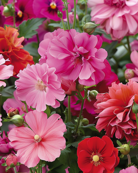 Summerflowers Pink Red Garden Mix Seeds Annual Flower Blend