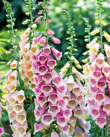Graines Mixed Colors 140 Cm Horti Tops (Digitalis purpurea) – fleur bisannuelle