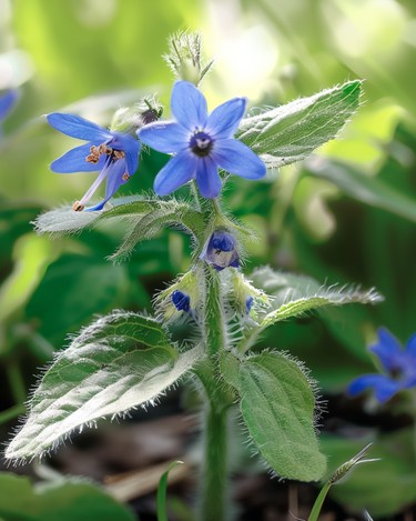 Bourrache graines comestibles (Borago officinalis) – herbe aromatique annuelle