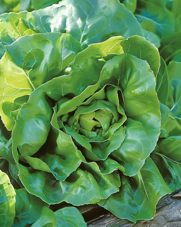 Lettuce Milan seeds (Lactuca sativa) – annual vegetable