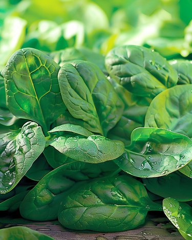 Graines d'épinard Rembrandt F1 (Spinacia oleracea) – légume annuel