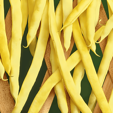 Climbing French Bean Neckargold 100g seeds (Phaseolus vulgaris) – annual climber