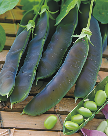 Graines de pois Désirée 100g (Pisum sativum) – légume annuel