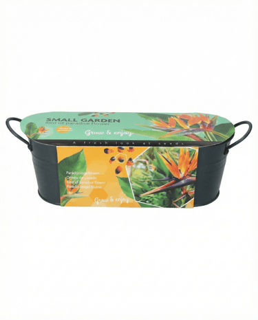 Graines de Bird Of Paradise (Strelitzia reginae) – fleur vivace