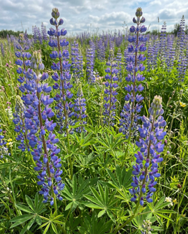 Blue Lupin Seeds Lupinus Angustifolius Annual Green Manure 100g