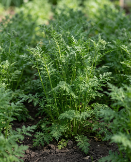 Phacélie graines Phacelia Tanacetifolia engrais vert annuel 100g