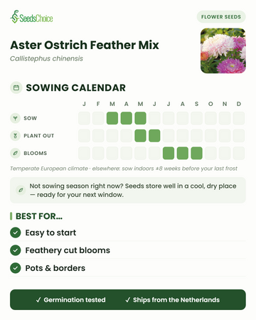 Calendrier de semis pour Aster Ostrich Feather Mix dans un climat européen tempéré : semis de mars à mai, mise en place de mai à juin, floraison de juillet à septembre ; les graines se conservent bien jusqu'à la prochaine saison de semis