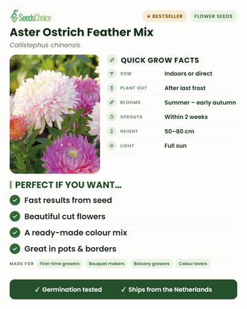 Aster Ostrich Feather Mix Callistephus chinensis – fiche culture rapide : semer en intérieur ou en semis direct au printemps, repiquer après les dernières gelées, floraison de l'été au début de l'automne, hauteur 50-80 cm, plein soleil — fleurs coupées aux pétales plumeux dans un mélange de couleurs