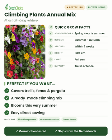 Mélange de plantes grimpantes annuelles : semis direct au printemps, floraison de l'été à l'automne, hauteur 120+ cm, plein soleil, support treillage ou clôture — un mélange tout-en-un pour couvrir treillage, clôture et pergola