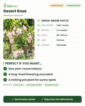 Rose du désert Adenium obesum, infos culture rapides : semis en intérieur toute l'année, germination en 2 à 4 semaines, hauteur 80-120 cm, plein soleil — une succulente fleurie à longue durée de vie pour les emplacements ensoleillés