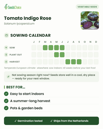 Calendrier de semis pour la Tomato Indigo Rose dans un climat européen tempéré : semer de mars à juin, repiquage de mai à juin, récolte de juillet à septembre ; les graines se conservent bien jusqu'à la prochaine saison de semis