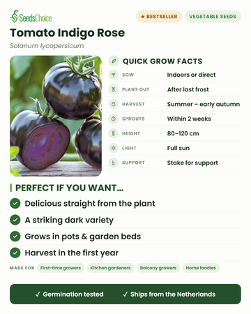 Tomate Indigo Rose – conseils de culture rapide : semis en intérieur ou semis direct au printemps, mise en place après les dernières gelées, récolte de l'été au début de l'automne, hauteur 80-120 cm avec tuteur, plein soleil — une variété de tomate d'un noir saisissant