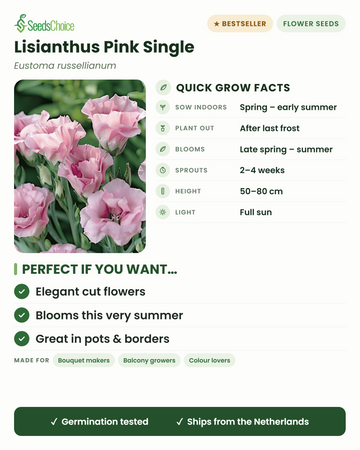Lisianthus Pink Single Eustoma russellianum conseils de culture rapides : semer en intérieur du printemps au début de l'été, repiquer après les dernières gelées, floraison de la fin du printemps à l'été, hauteur 50-80 cm, plein soleil — élégantes fleurs coupées