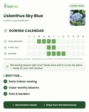 Calendrier de semis pour le Lisianthus Sky Blue dans un climat européen tempéré : semis en intérieur de mars à juin, repiquage de mai à juin, floraison de mai à août ; les graines se conservent bien jusqu'à la prochaine saison de semis