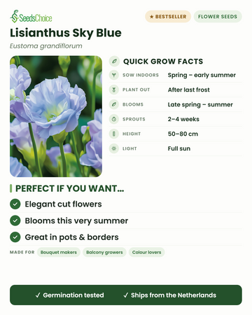 Lisianthus Sky Blue Eustoma grandiflorum conseils de culture rapides : semer en intérieur du printemps au début de l'été, repiquer après les dernières gelées, floraison de la fin du printemps à l'été, hauteur 50-80 cm, plein soleil — élégantes fleurs coupées