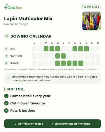 Calendrier de semis pour le Lupin Multicolor Mix dans un climat européen tempéré : semer de mars à mai ou d'août à octobre, floraison de mai à septembre ; les graines se conservent bien jusqu'à la prochaine saison de semis
