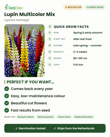 Lupin Multicolor Mix Lupinus hartwegii : conseils de culture rapides : semer au printemps ou en début d'automne, repiquer après les dernières gelées, floraison de fin de printemps à l'été, hauteur 80-120 cm, plein soleil — une vivace qui revient chaque année