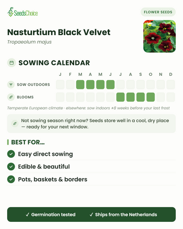 Calendrier de semis pour la Nasturtium Black Velvet dans un climat européen tempéré : semis direct de mars à juin, floraison de juillet à octobre ; les graines se conservent bien jusqu'à la prochaine saison de semis