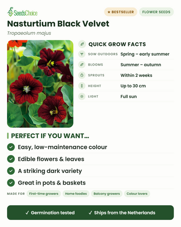 Capucine Black Velvet Tropaeolum majus informations de culture rapides : semis direct du printemps au début de l'été, floraison de l'été à l'automne, hauteur jusqu'à 30 cm, plein soleil — fleurs comestibles et une variété au coloris sombre saisissant