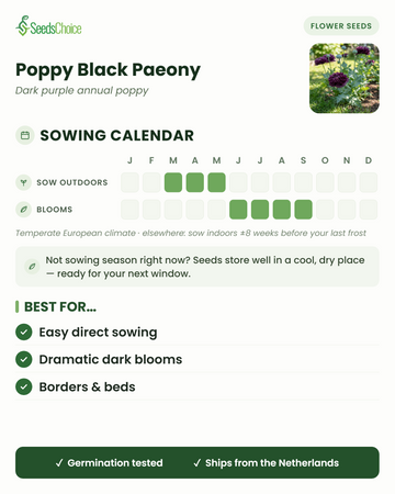 Calendrier de semis pour le Poppy Black Paeony dans un climat européen tempéré : semis direct de mars à mai, floraison de juin à septembre ; les graines se conservent bien jusqu'à la prochaine saison de semis