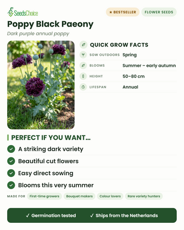 Coquelicot Black Paeony – faits de culture rapide : semis direct au printemps, floraison de l'été au début de l'automne, hauteur 50-80 cm, annuel — une variété sombre remarquable et une magnifique fleur coupée