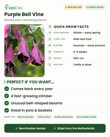 Rhodochiton atrosanguineum (liane à clochettes pourpres) – conseils de culture rapides : semer en intérieur de l'hiver au début du printemps, repiquer après les dernières gelées, floraison de l'été au début de l'automne, grimpe à 120 cm et plus sur un treillis ou des fils — une plante grimpante vivace
