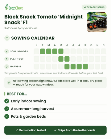 Calendrier de semis pour la Black Snack Tomato Midnight Snack F1 dans un climat européen tempéré : semis en intérieur de février à mai, repiquage de mai à juin, récolte de juin à septembre ; les graines se conservent bien jusqu'à la prochaine saison de semis