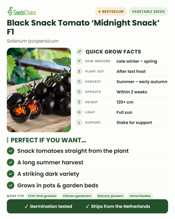 Tomate snack noire Midnight Snack F1 – informations pratiques : semer en intérieur de la fin de l'hiver au printemps, repiquer après les dernières gelées, récolte de l'été au début de l'automne, hauteur 120+ cm, plein soleil — avantages clés et profil idéal de cette tomate snack