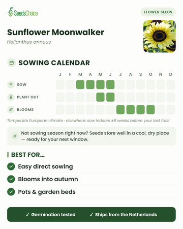 Calendrier de semis pour le Sunflower Moonwalker dans un climat européen tempéré : semer de mars à juin, repiquage de mai à juin, floraison de juillet à octobre ; les graines se conservent bien jusqu'à la prochaine saison de semis