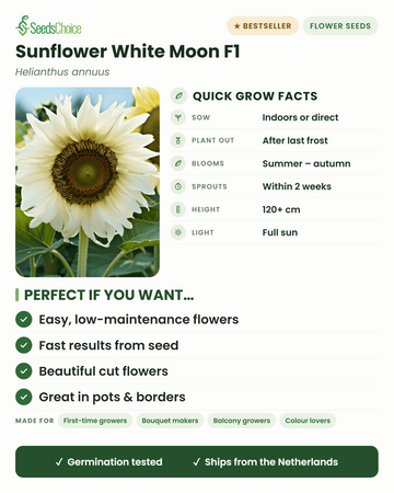 Tournesol White Moon F1 – informations essentielles : semer en intérieur ou en semis direct au printemps, repiquer après les dernières gelées, floraison de l'été à l'automne, hauteur 120+ cm, plein soleil — avantages clés et profil du jardinier idéal pour ce tournesol blanc