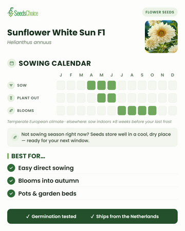 Calendrier de semis pour le Sunflower White Sun F1 dans un climat européen tempéré : semer d'avril à juin, repiquage de mai à juin, floraison de juillet à octobre ; les graines se conservent bien jusqu'à la prochaine saison de semis