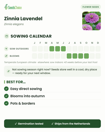 Calendrier de semis pour le Zinnia Lavendel dans un climat européen tempéré : semis direct d'avril à juin, floraison de juillet à octobre ; les graines se conservent bien jusqu'à la prochaine saison de semis