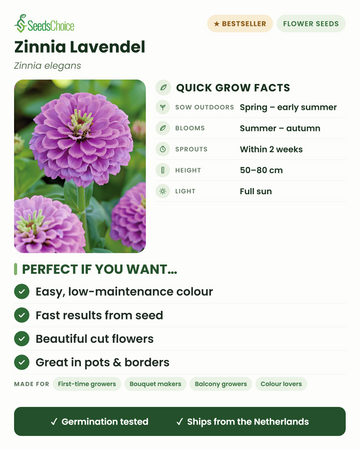 Zinnia lavande Zinnia elegans – informations de culture rapides : semis direct du printemps au début de l'été, floraison de l'été à l'automne, hauteur 50-80 cm, plein soleil — fleurs coupées faciles et peu exigeantes